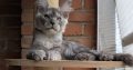Maine Coon kandúr