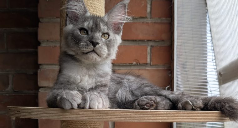 Maine Coon kandúr