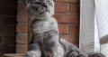 Maine Coon kandúr