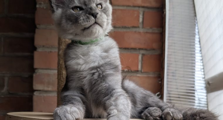 Maine Coon kandúr