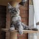 Maine Coon kandúr
