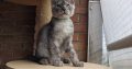 Maine Coon kandúr
