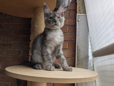 Maine Coon kandúr