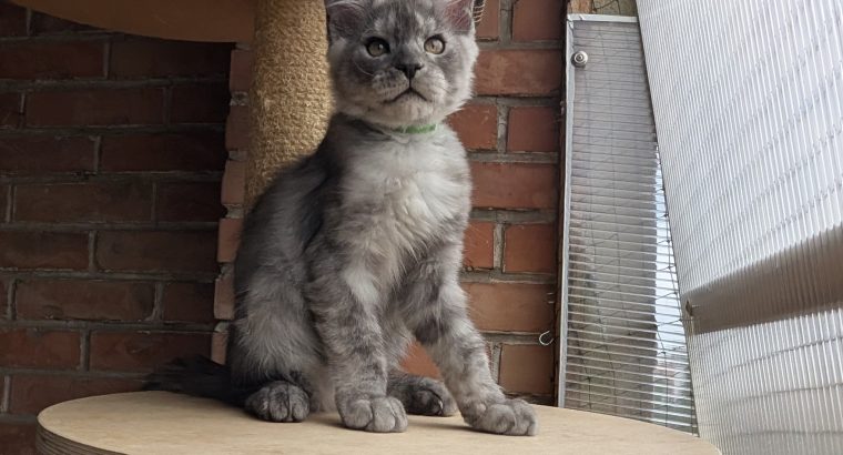 Maine Coon kandúr