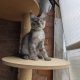 Maine Coon kandúr