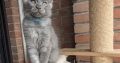 Maine Coon kandúr