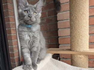 Maine Coon kandúr