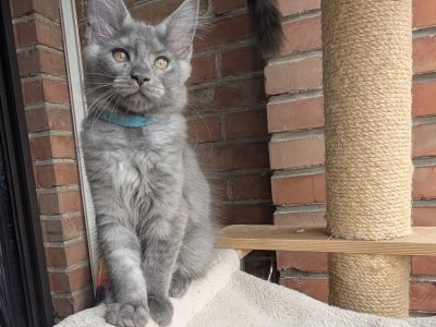 Maine Coon kandúr