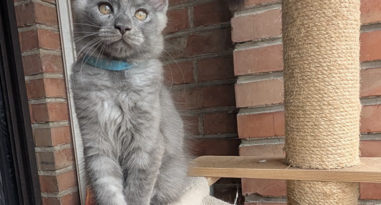 Maine Coon kandúr