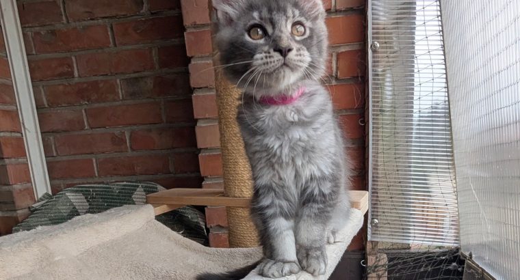 Fiona Girl
