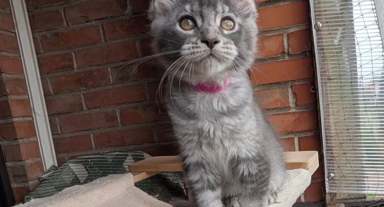 Fiona Girl