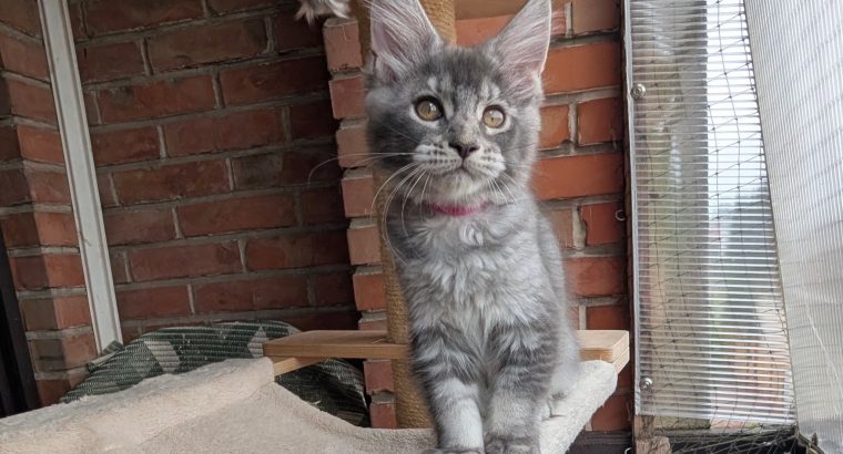 Fiona Girl