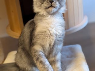 Maine Coon kandúr