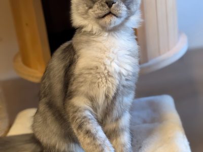 Maine Coon kandúr