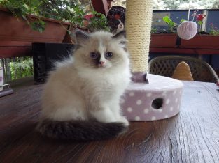 „Voyage” Ragdoll girl! 🥰🥰🥰❤️
