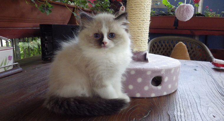 „Voyage” Ragdoll girl! 🥰🥰🥰❤️