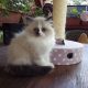 „Voyage” Ragdoll girl! 🥰🥰🥰❤️