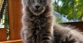 Csodaszép kék maine coon kislány
