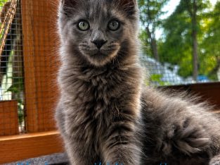 Csodaszép kék maine coon kislány
