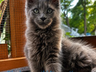 Csodaszép kék maine coon kislány