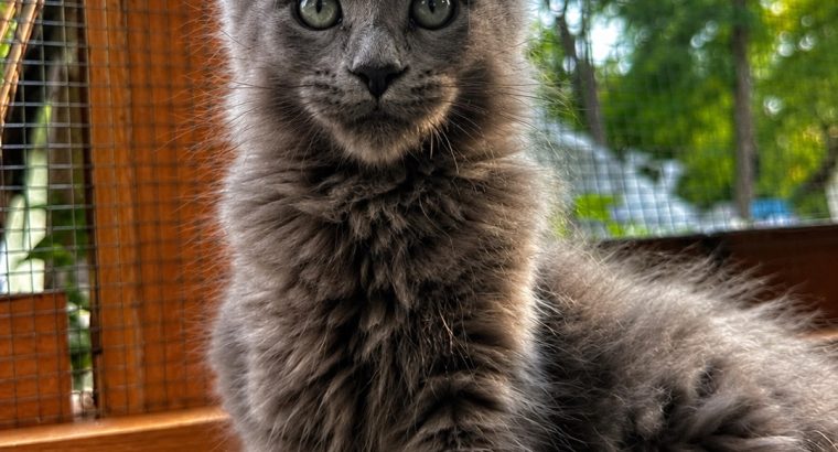 Csodaszép kék maine coon kislány