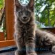 Csodaszép kék maine coon kislány