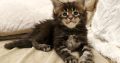 Marcellus Maine Coon kiscica