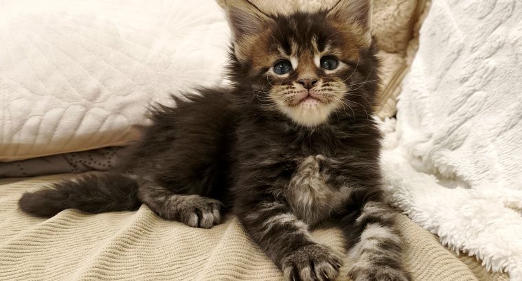 Marcellus Maine Coon kiscica