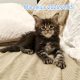 Marcellus Maine Coon kiscica