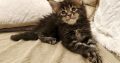 Marcellus Maine Coon kiscica
