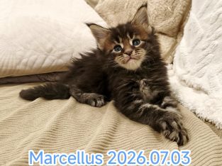 Marcellus Maine Coon kiscica