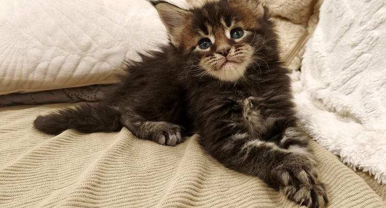 Marcellus Maine Coon kiscica