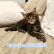 Marcellus Maine Coon kiscica