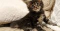 Marcellus Maine Coon kiscica