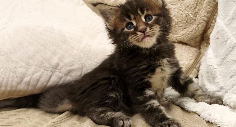 Marcellus Maine Coon kiscica