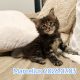 Marcellus Maine Coon kiscica