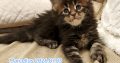 Marcellus Maine Coon kiscica