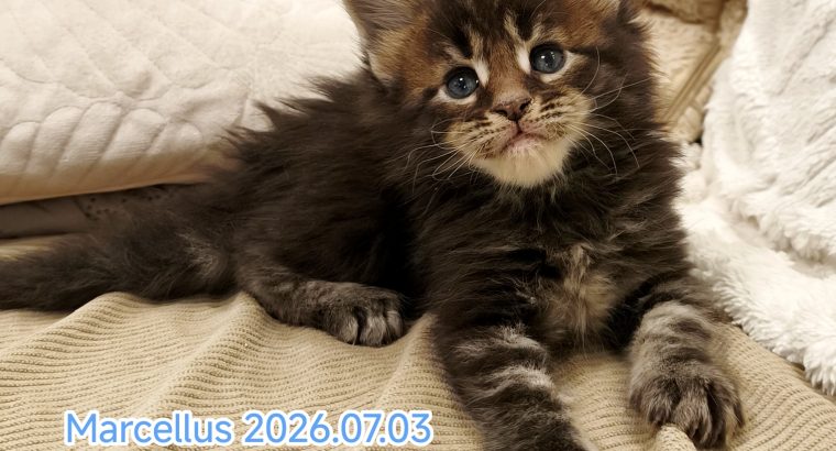 Marcellus Maine Coon kiscica