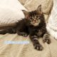 Marcellus Maine Coon kiscica