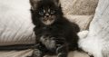 Montgomery Maine Coon kandúr kiscic