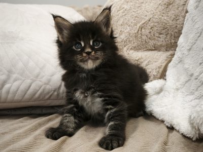 Montgomery Maine Coon kandúr kiscic