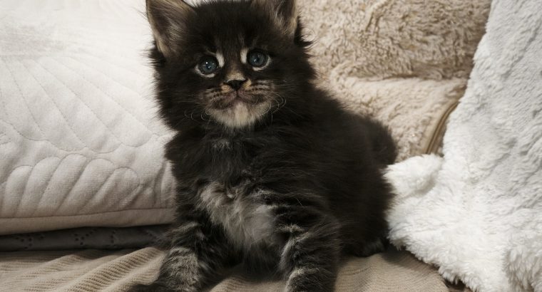 Montgomery Maine Coon kandúr kiscic