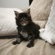Montgomery Maine Coon kandúr kiscic