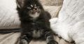 Montgomery Maine Coon kandúr kiscic