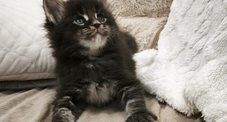 Montgomery Maine Coon kandúr kiscic