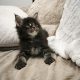 Montgomery Maine Coon kandúr kiscic