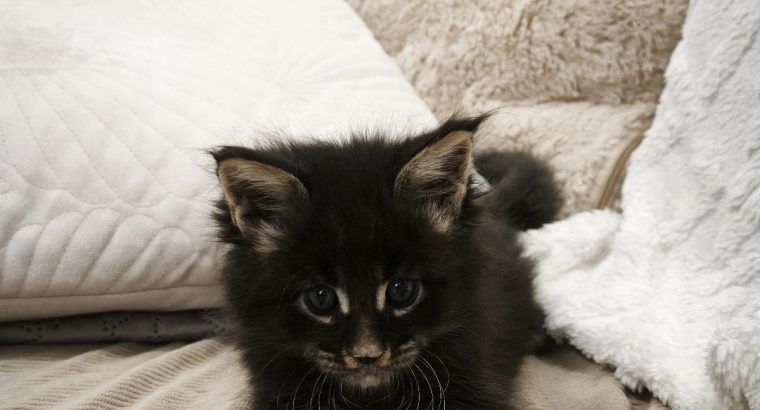 Montgomery Maine Coon kandúr kiscic
