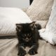 Montgomery Maine Coon kandúr kiscic