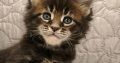 Marcellus Maine Coon kiscica