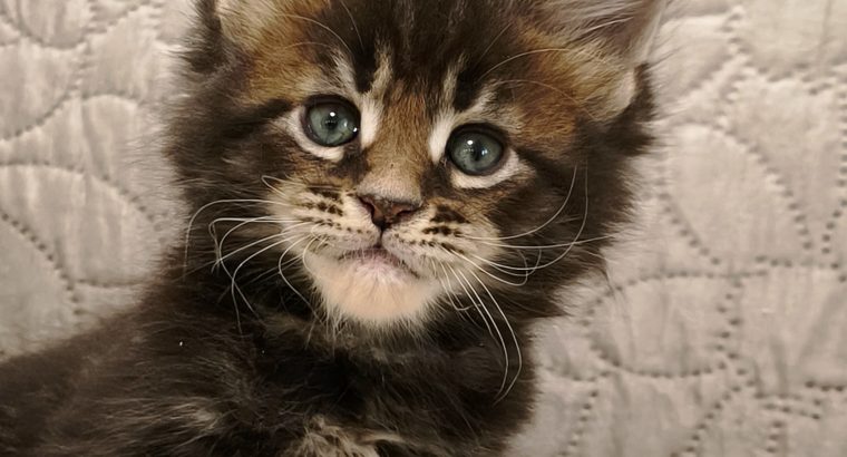 Marcellus Maine Coon kiscica